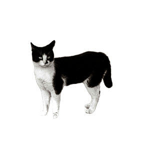 Elegant Portrait Of A Cat On A Sandy Ground In Black And White. Perfect For Animal Lovers. 19124 - Cat PNG image with transparent background